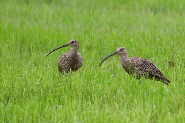 Ostermontag, 21. April - Naturjuwel Ried – bei Brachvogel, Kiebitz und Co.